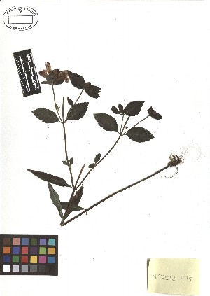  ( - TJD-414)  @11 [ ] CreativeCommons - Attribution Non-Commercial (2013) MTMG McGill Herbarium