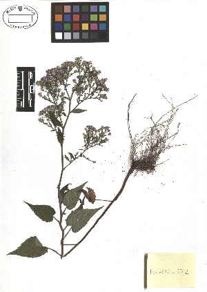  (Symphyotrichum cordifolium - TJD-438)  @11 [ ] CreativeCommons - Attribution Non-Commercial (2013) MTMG McGill Herbarium