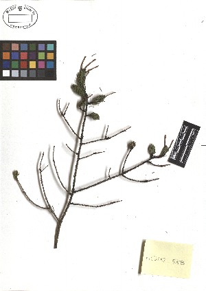  ( - TJD-472)  @11 [ ] CreativeCommons - Attribution Non-Commercial (2013) MTMG McGill Herbarium