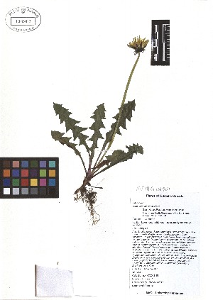  ( - TJD-049)  @11 [ ] CreativeCommons - Attribution Non-Commercial (2013) MTMG McGill Herbarium