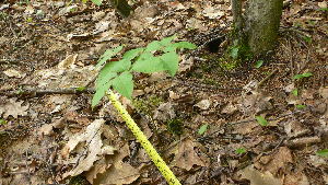  ( - TJD-055)  @11 [ ] CreativeCommons - Attribution Non-Commercial (2013) MTMG McGill Herbarium