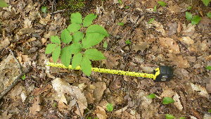  ( - TJD-055)  @11 [ ] CreativeCommons - Attribution Non-Commercial (2013) MTMG McGill Herbarium