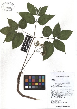  ( - TJD-055)  @11 [ ] CreativeCommons - Attribution Non-Commercial (2013) MTMG McGill Herbarium