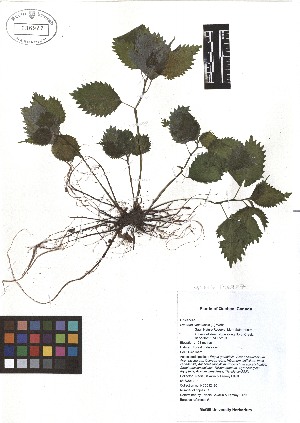  ( - TJD-065)  @11 [ ] CreativeCommons - Attribution Non-Commercial (2013) MTMG McGill Herbarium