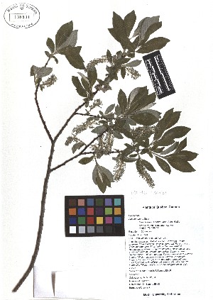  ( - TJD-069)  @11 [ ] CreativeCommons - Attribution Non-Commercial (2013) MTMG McGill Herbarium