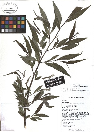 (Salix x fragilis - TJD-079)  @11 [ ] CreativeCommons - Attribution Non-Commercial (2013) MTMG McGill Herbarium