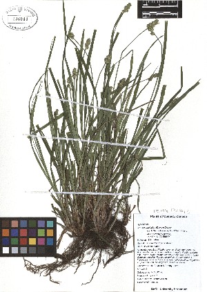  ( - TJD-080)  @11 [ ] CreativeCommons - Attribution Non-Commercial (2013) MTMG McGill Herbarium