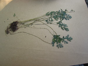  (Dicentra cucullaria - TJD-541)  @11 [ ] CreativeCommons - Attribution Non-Commercial (2013) MTMG McGill University Herbarium