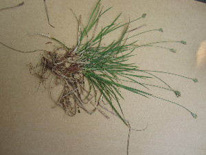  (Carex peckii - TJD-547)  @11 [ ] CreativeCommons - Attribution Non-Commercial (2013) MTMG McGill University Herbarium