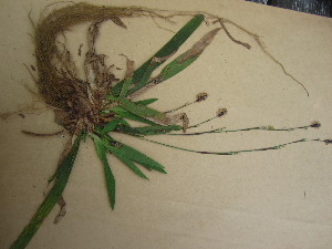  (Carex plantaginea - TJD-549)  @11 [ ] CreativeCommons - Attribution Non-Commercial (2013) MTMG McGill University Herbarium