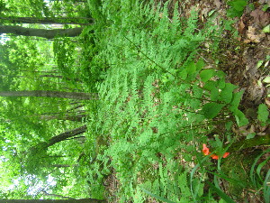  (Dryopteris campyloptera - TJD-574)  @11 [ ] CreativeCommons - Attribution Non-Commercial (2013) MTMG McGill University Herbarium