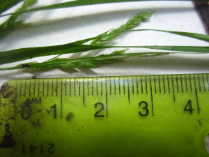  (Carex debilis - TJD-577)  @11 [ ] CreativeCommons - Attribution Non-Commercial (2013) MTMG McGill University Herbarium