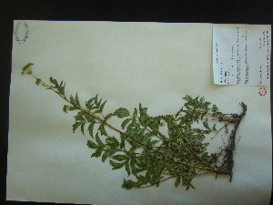  ( - TJD-662)  @11 [ ] CreativeCommons - Attribution Non-Commercial (2013) MTMG McGill University Herbarium