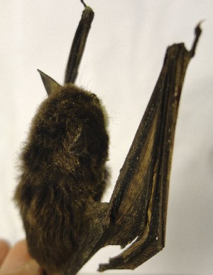  (Eptesicus cf. diminutus - FML-Ver000039)  @11 [ ] No Rights Reserved (2016) Eduardo Martín Fundación Migel Lillo