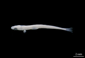  ( - CH844-G06)  @11 [ ] Creative Commons (2023) El Colegio de la Frontera Sur El Colegio de la Frontera Sur