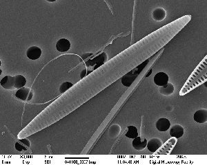  (Tabularia affinis - 206AUK)  @11 [ ] CreativeCommons - Attribution Non-Commercial Share-Alike (2015) James Ehrman Mount Allison University