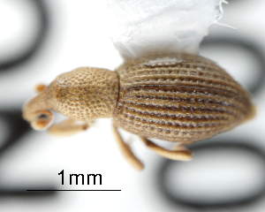  ( - CNCCOLVG00004094)  @14 [ ] Copyright (2012) Vasily Grebennikov CFIA