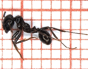  (Messor barbarus - LPC18-004-a)  @14 [ ] Laboratory of Social and Myrmecophilous Insects (2019) Casacci, Luca Pietro Polish Academy of Science, Museum and Institute of Zoology