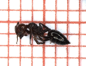  (Crematogaster scutellaris - LPC18-009-b)  @13 [ ] Laboratory of Social and Myrmecophilous Insects (2019) Casacci, Luca Pietro Polish Academy of Science, Museum and Institute of Zoology
