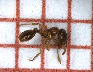  ( - LPC18-039-b)  @11 [ ] Laboratory of Social and Myrmecophilous Insects (2019) Casacci, Luca Pietro Polish Academy of Science, Museum and Institute of Zoology