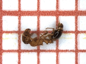  ( - LPC18-041-b)  @12 [ ] Laboratory of Social and Myrmecophilous Insects (2019) Casacci, Luca Pietro Polish Academy of Science, Museum and Institute of Zoology