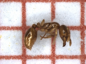  ( - LPC18-059-a)  @11 [ ] Laboratory of Social and Myrmecophilous Insects (2019) Casacci, Luca Pietro Polish Academy of Science, Museum and Institute of Zoology