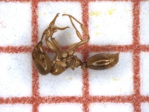  ( - LPC18-059-b)  @11 [ ] Laboratory of Social and Myrmecophilous Insects (2019) Casacci, Luca Pietro Polish Academy of Science, Museum and Institute of Zoology