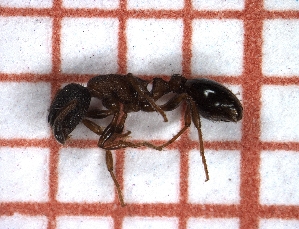  ( - LPC18-069-a)  @13 [ ] Laboratory of Social and Myrmecophilous Insects (2019) Casacci, Luca Pietro Polish Academy of Science, Museum and Institute of Zoology