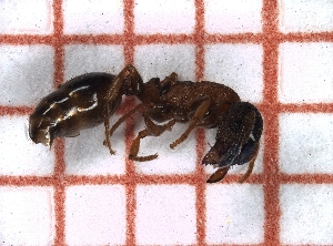  ( - LPC18-069-b)  @12 [ ] Laboratory of Social and Myrmecophilous Insects (2019) Casacci, Luca Pietro Polish Academy of Science, Museum and Institute of Zoology