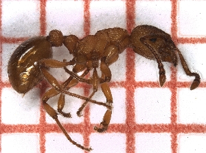  ( - LPC18-087-a)  @11 [ ] Laboratory of Social and Myrmecophilous Insects (2019) Casacci, Luca Pietro Polish Academy of Science, Museum and Institute of Zoology