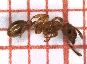  ( - LPC18-087-b)  @11 [ ] Laboratory of Social and Myrmecophilous Insects (2019) Casacci, Luca Pietro Polish Academy of Science, Museum and Institute of Zoology