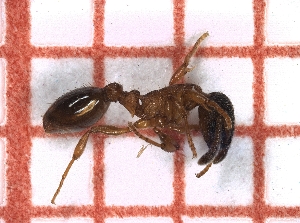  ( - LPC18-091-a)  @12 [ ] Laboratory of Social and Myrmecophilous Insects (2019) Casacci, Luca Pietro Polish Academy of Science, Museum and Institute of Zoology