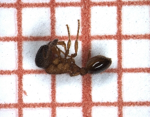  ( - LPC18-091-b)  @12 [ ] Laboratory of Social and Myrmecophilous Insects (2019) Casacci, Luca Pietro Polish Academy of Science, Museum and Institute of Zoology