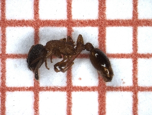  ( - LPC18-094-a)  @12 [ ] Laboratory of Social and Myrmecophilous Insects (2019) Casacci, Luca Pietro Polish Academy of Science, Museum and Institute of Zoology
