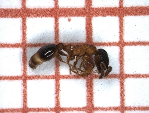  ( - LPC18-094-b)  @12 [ ] Laboratory of Social and Myrmecophilous Insects (2019) Casacci, Luca Pietro Polish Academy of Science, Museum and Institute of Zoology