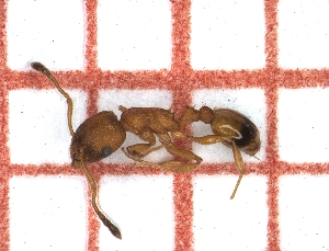  ( - LPC19-TEM22-1)  @11 [ ] Laboratory of Social and Myrmecophilous Insects (2019) Casacci, Luca Pietro Polish Academy of Science, Museum and Institute of Zoology