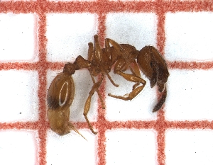  ( - LPC19-TEM54-1)  @11 [ ] Laboratory of Social and Myrmecophilous Insects (2019) Casacci, Luca Pietro Polish Academy of Science, Museum and Institute of Zoology