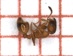 ( - LPC19-TEM63-h)  @11 [ ] Laboratory of Social and Myrmecophilous Insects (2019) Casacci, Luca Pietro Polish Academy of Science, Museum and Institute of Zoology