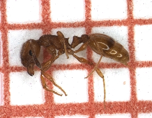 ( - LPC19-TEM53-h)  @11 [ ] Laboratory of Social and Myrmecophilous Insects (2019) Casacci, Luca Pietro Polish Academy of Science, Museum and Institute of Zoology
