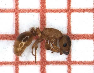  ( - LPC19-TEM53-p)  @11 [ ] Laboratory of Social and Myrmecophilous Insects (2019) Casacci, Luca Pietro Polish Academy of Science, Museum and Institute of Zoology