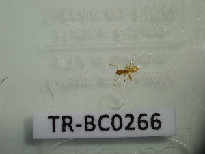  (Azteca delpini - TR-BC0266)  @11 [ ] Copyright (2022) Thibault Ramage Research Collection of Thibault Ramage