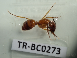  ( - TR-BC0273)  @11 [ ] Copyright (2022) Thibault Ramage Research Collection of Thibault Ramage
