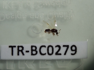  ( - TR-BC0279)  @11 [ ] Copyright (2022) Thibault Ramage Research Collection of Thibault Ramage