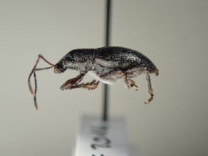  ( - TR-BC0281)  @11 [ ] Copyright (2022) Thibault Ramage Research Collection of Thibault Ramage