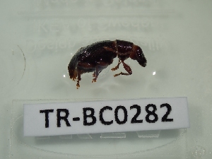  ( - TR-BC0282)  @11 [ ] Copyright (2022) Thibault Ramage Research Collection of Thibault Ramage