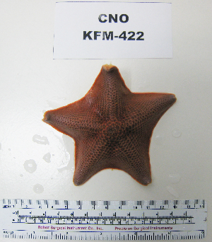  (Asterinidae - KFM-422)  @14 [ ] No Rights Reserved (2009) Coastal Marine Biolabs Coastal Marine Biolabs