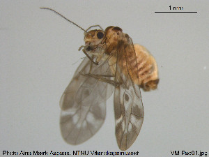  ( - VM-Pso01)  @11 [ ] Creative Commons  Attribution Non-Commercial Share-Alike (2018) NTNU University Museum, Department of Natural History NTNU University Museum, Department of Natural History