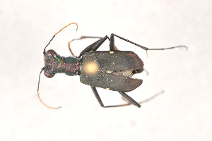 (Cicindela antennalis - IEBR-CB2022.050)  @11 [ ] Copyright (2024) Unspecified University of Science, Vietnam National University, Hanoi