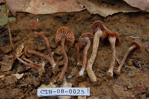  ( - TRTC157225)  @11 [ ] CreativeCommons - Attribution Non-Commercial Share-Alike (2010) Mycology Division, Royal Ontario Museum Royal Ontario Museum