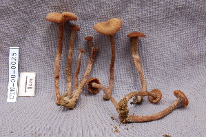  ( - TRTC157225)  @11 [ ] CreativeCommons - Attribution Non-Commercial Share-Alike (2010) Mycology Division, Royal Ontario Museum Royal Ontario Museum